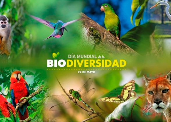 Día Internacional de la Diversidad Biológica TN8 tv