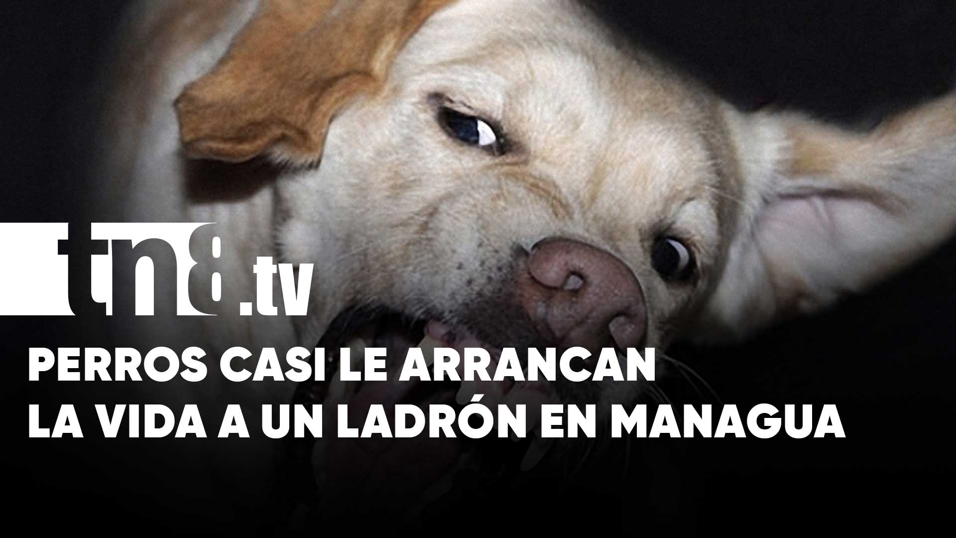 Feroz ataque de perros casi le cuesta la vida a un ladrón en Managua