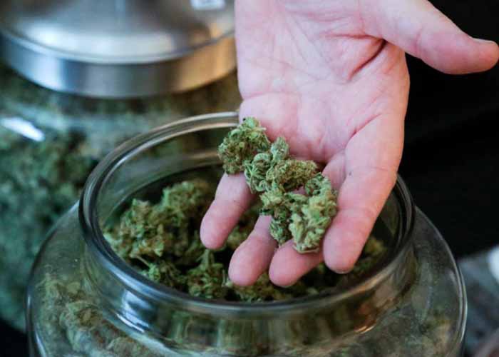 Costa Rica Inauguran fundación para usar cannabis con fines medicinales
