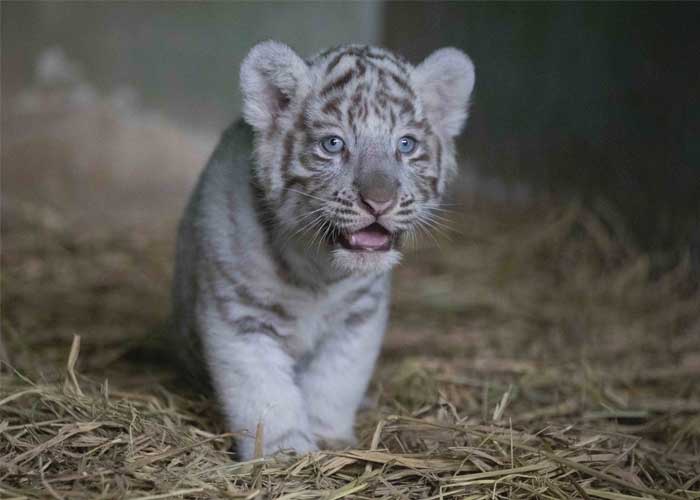 tigre blanco de bengala, zoologico nacional, nicaragua, felino, managua, fauna, dalila,