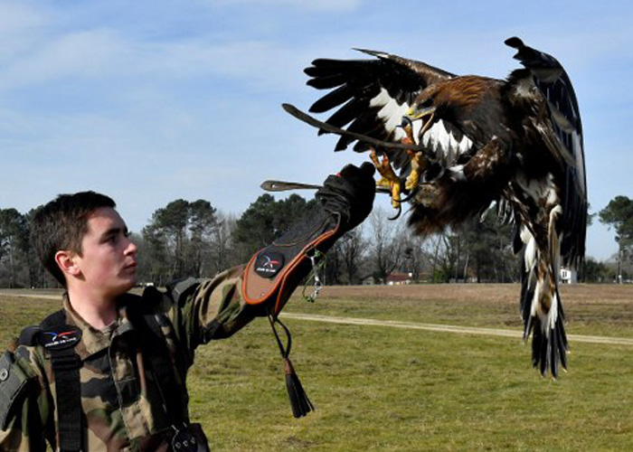 Ejército francés entrena águilas para derribar drones amenazantes 