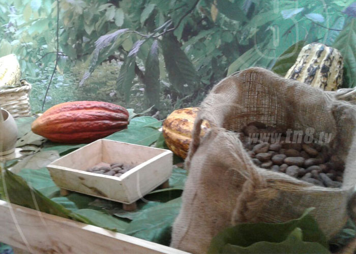 nicaragua, cacao, produccion, crecimiento, exportacion,