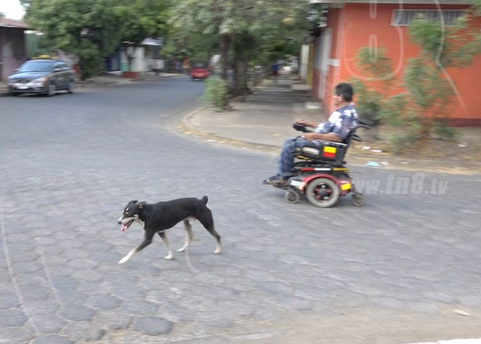 nicaragua, perro, ranger, amigo perro hombre, mascota, silla de ruedas,