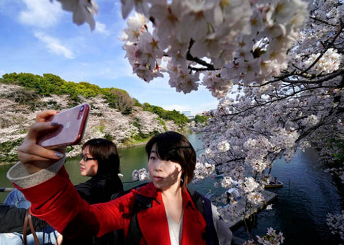 japon, tokio, se viste de rosa, cerezos en flor, famosos cerezos japoneses,