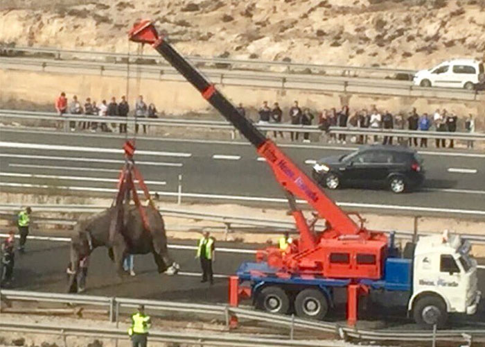 Un elefante resultó muerto y dos heridos al volcar hoy el camión de un circo que los transportaba por una carretera del sureste de España