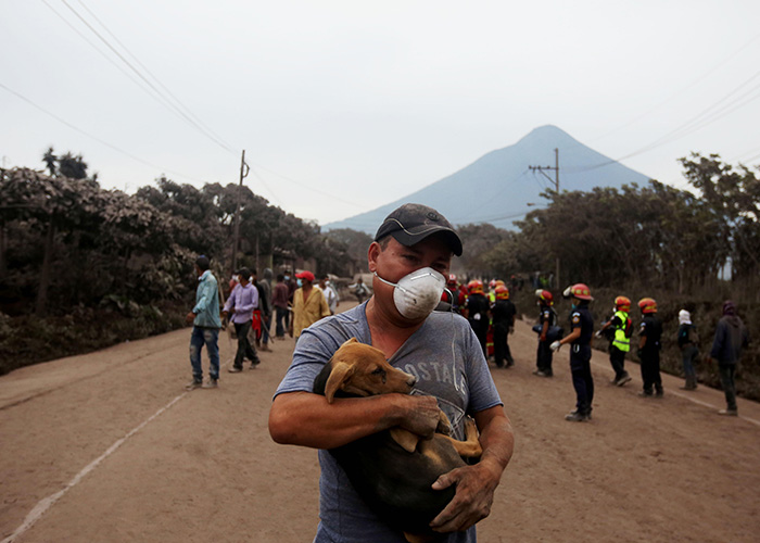guatemala, rambo, perro, sobreviviente, volcan de fuego, erupcion,