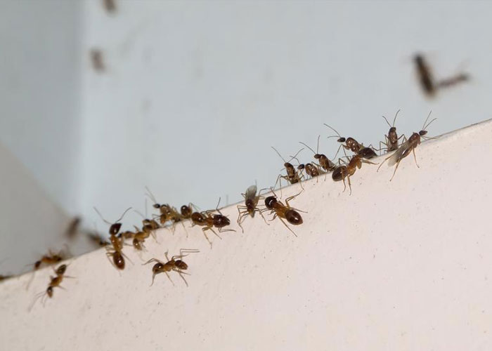 Plaga de hormigas invade vuelo de UNITED Airlines