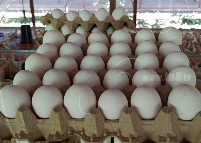 nicaragua, produccion, avicola, huevo, pollo, estrategia,