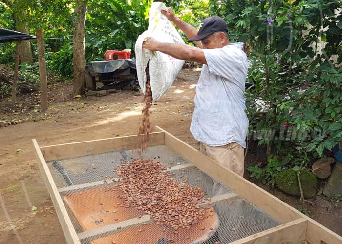 nicaragua, cacao, masaya, cultivo, produccion, finca,