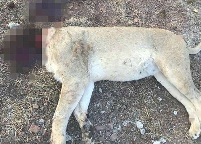 Matan a cinco leones para rituales de brujería en Sudáfrica 