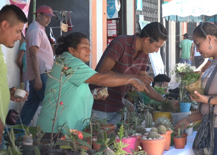nicaragua, ocotal, suculenta, cactus, economia familiar, plantas,