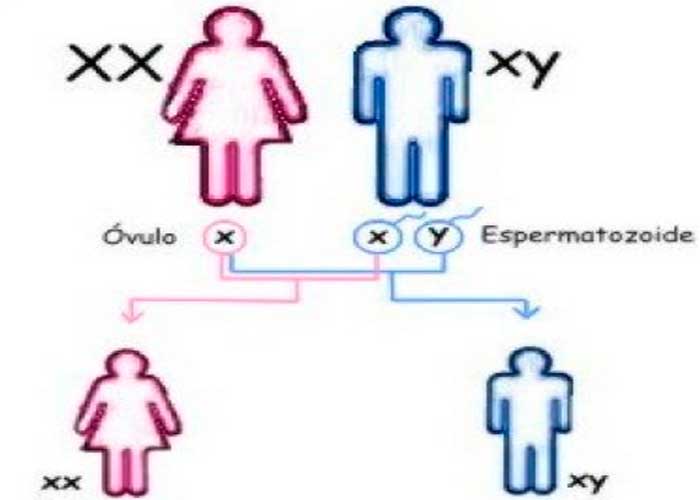 adn, cromosoma, mujeres, genes, ciencia, enfermedades, respuesta inmune