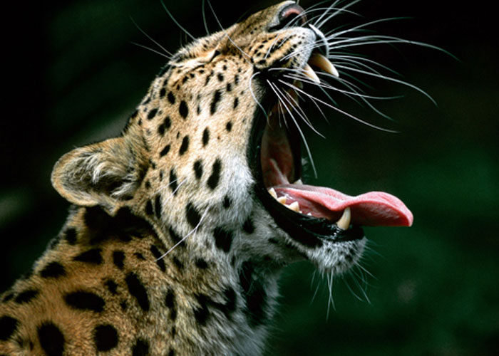 nicaragua, naturaleza, leopardo, nino, comida, depredador,