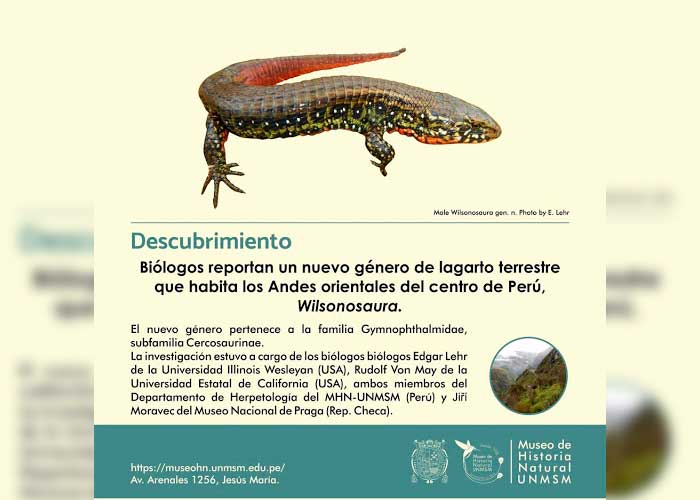 regiones andinas, peru, ciencia, descubrimiento, nueva especie, lagarto, wilsonosaura, caracteristicas, fotografias, universidad mayor de san marcos