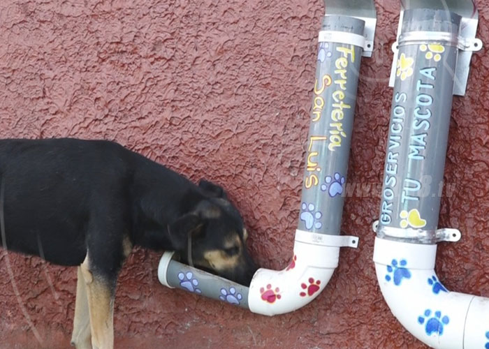 nicaragua, somoto, perros, comida, iniciativa, perros callejeros, 