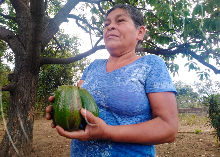 nicaragua, feria de frutas y verduras, productora de ticuantepe, mercadito campesino, 