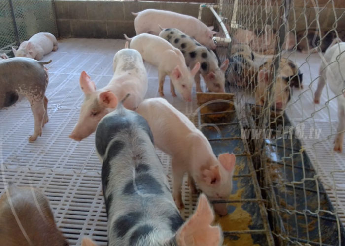 nicaragua, cerdo, porcino, genetica, produccion, carne,