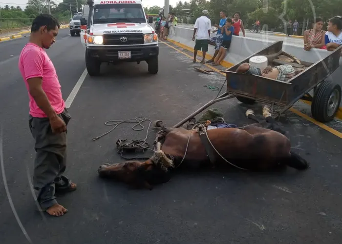 nicaragua, accidente, equino muerto, colision, carretera norte, 