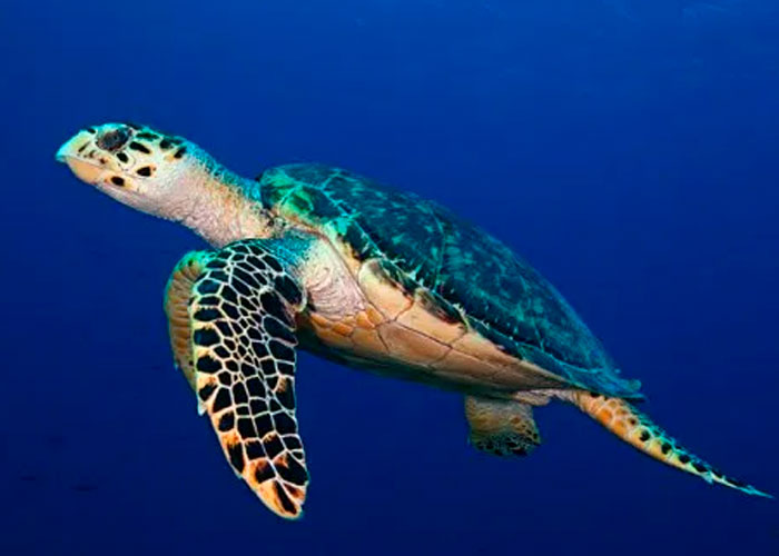 dia mundial, ciencia, fotos, tortugas marinas, tipos, peligro de extincion, beneficios, caracteristicas 
