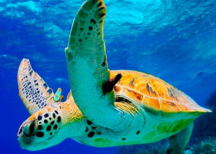 dia mundial, ciencia, fotos, tortugas marinas, tipos, peligro de extincion, beneficios, caracteristicas 