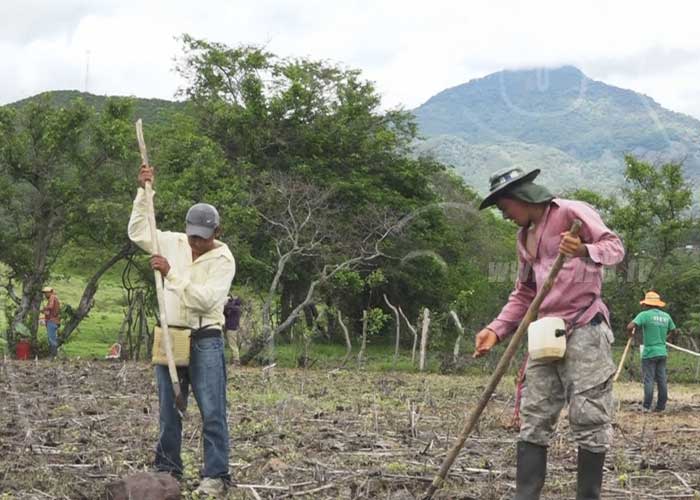 nicaragua, madriz, crecimiento agricola, consejo de produccion, agricultura, siembra,