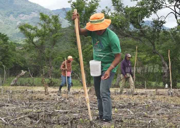 nicaragua, madriz, crecimiento agricola, consejo de produccion, agricultura, siembra,