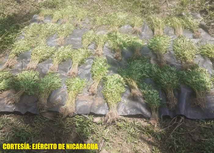 nicaragua, plantios de marihuana, incineracion, caribe norte, narcotrafico,