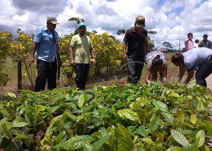 nicaragua, cacao, bluefields, caribe, plantas, produccion,