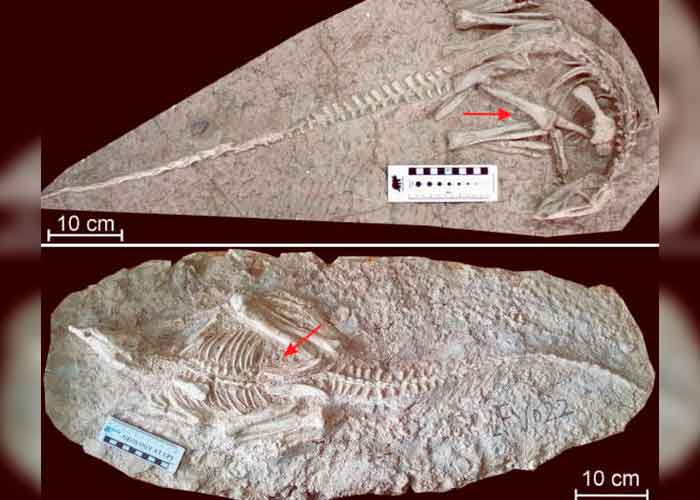 ciencia, descubrimiento, china, fosiles, nuevo dinosaurio, caracteristicas, changmiania liaoningensis