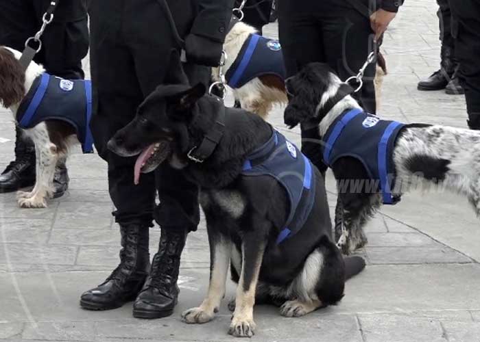 nicaragua, canino, policia, entrenamiento, graduacion, doep,