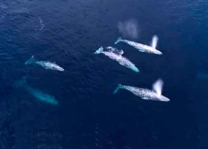 canto de ballenas, estudio, ciencia, migracion, alimentacion, reproduccion, grabacion
