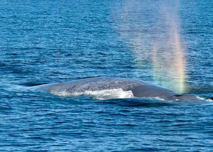 canto de ballenas, estudio, ciencia, migracion, alimentacion, reproduccion, grabacion