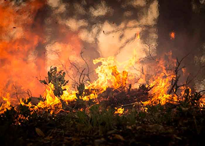 incendio forestal, brasil, bomberos, combaten, santuario de elefantes, riesgo, llamas, origen