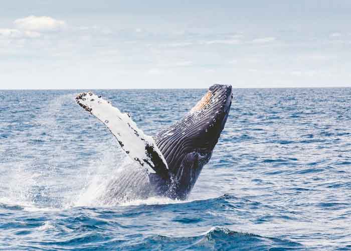 biologos, ciencia, estudio, peligro de extincion, ballenas, delfines, peligro