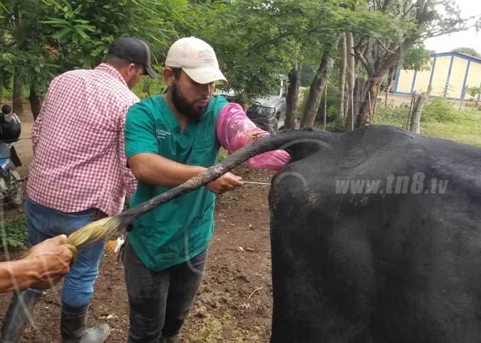 nicaragua, inseminacion artificial, hato ganadero, nueva segovia, produccion,