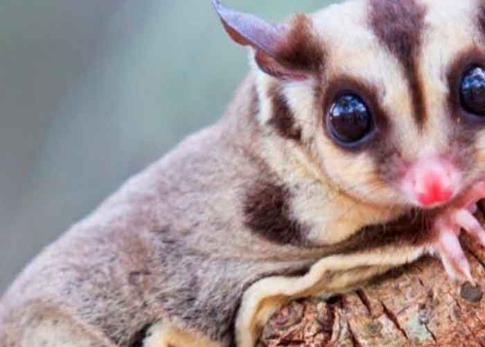 Foto: Identifican dos nuevas especies de planeadores marsupiales en Australia / RT