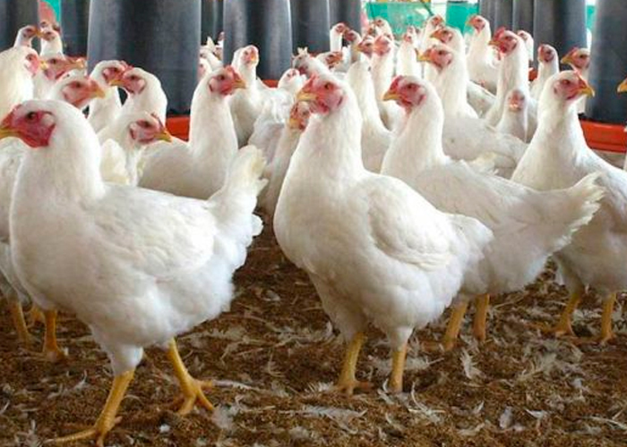 Foto: Francia realiza sacrificio de aves de corral para contener los brotes de gripe aviar/ RT