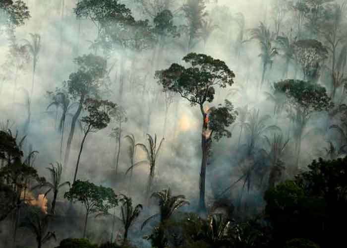 brasil, incendios forestales, gobierno, el pantanal, amazonia, deforestacion, ecosistemas, selva tropical