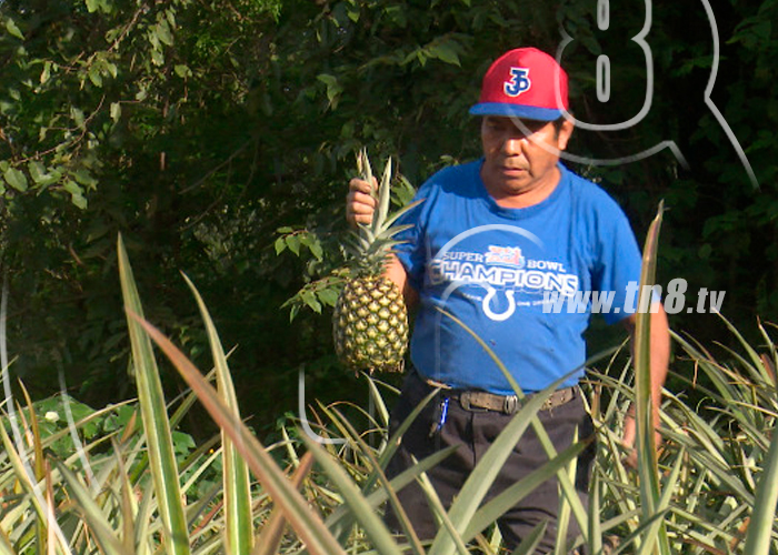 Productores de Ticuantepe diversifican sus fincas con variados cultivos / FOTO /TN8 