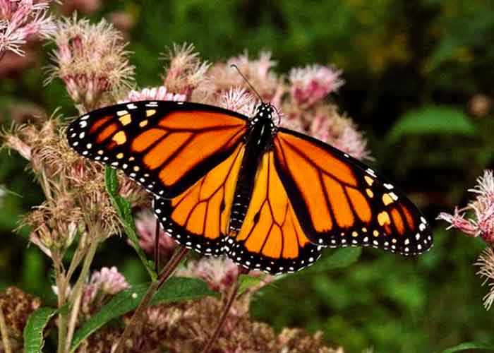 estados unidos, ciencia, mariposas monarca, extincion, poblacion, habitat, cambio climatico, incendios