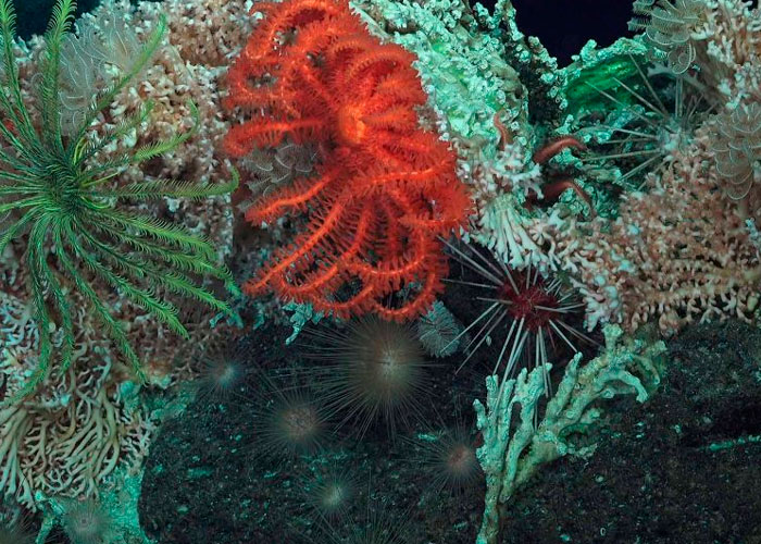 Foto: En las profundidades marinas existen bacterias que son "indetectables" para el ser humano/ RT