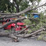 arbol cae encima de taxi