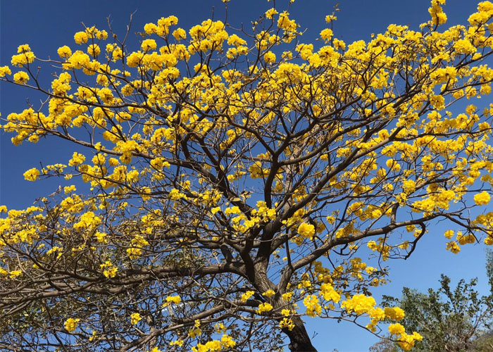 Roble Sabana y Cortés amarillo florecidos embellecen Nicaragua | TN8.tv