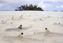 tiburones de punta negra