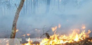 nicaragua, incendio, esteli, prevencion, forestal,