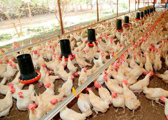 nicaragua, huevo, pollo, avance, plan nacional de produccion
