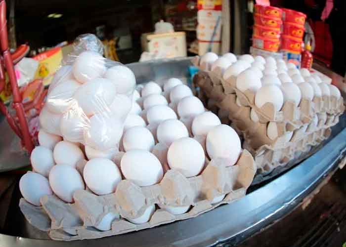 nicaragua, huevo, pollo, avance, plan nacional de produccion