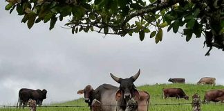 nicaragua, gobierno, 88va sesion general, oie, sanidad animal