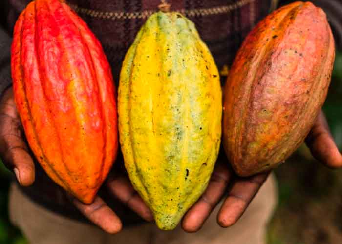 nicaragua, cacao, produccion nacional, exportaciones, crecimiento