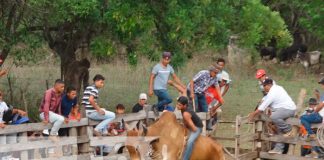 nicaragua, nandaime, corridas de toro, virgen de fatima,